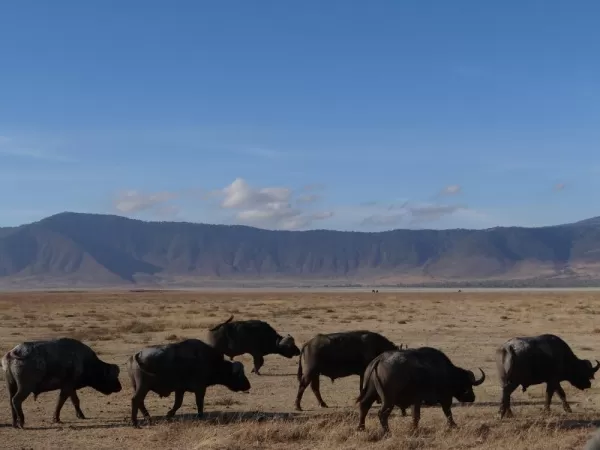Water buffalo in Ngorongoro Crater