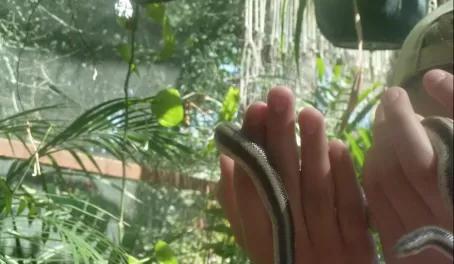 Snake at the Serpentarium Animal Rescue