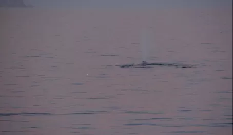 Blue Whale in Baja