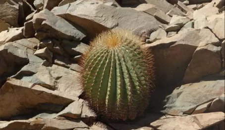 Barrel Cactus Santa Catalina