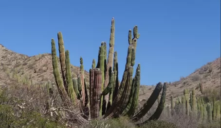 Organ Pipe Cactus Santa Catalina