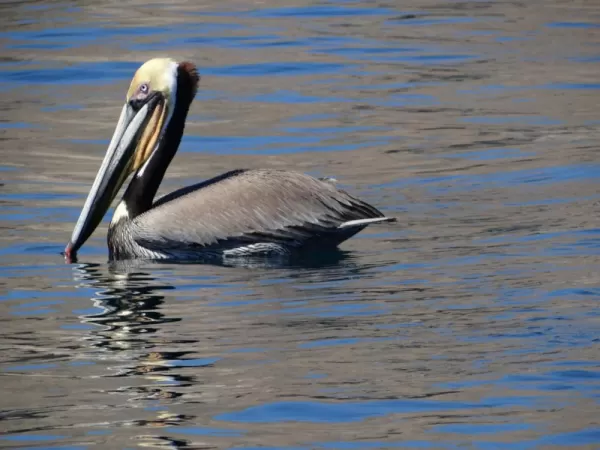 Pelican in Sea of Cortez