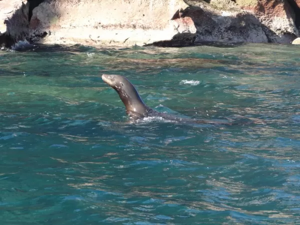 Sea Lion Los Islotes