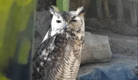Owl at Serpentarium La Paz