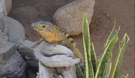 Iguana at Serpentarium La Paz