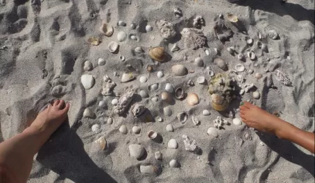 Seashells on a Baja beach