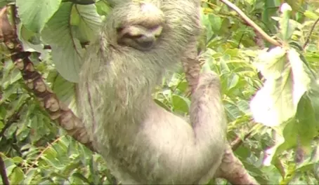 Sloth