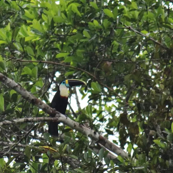 Toucan in the Amazon