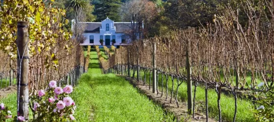 Cape Dutch homestead and vineyard