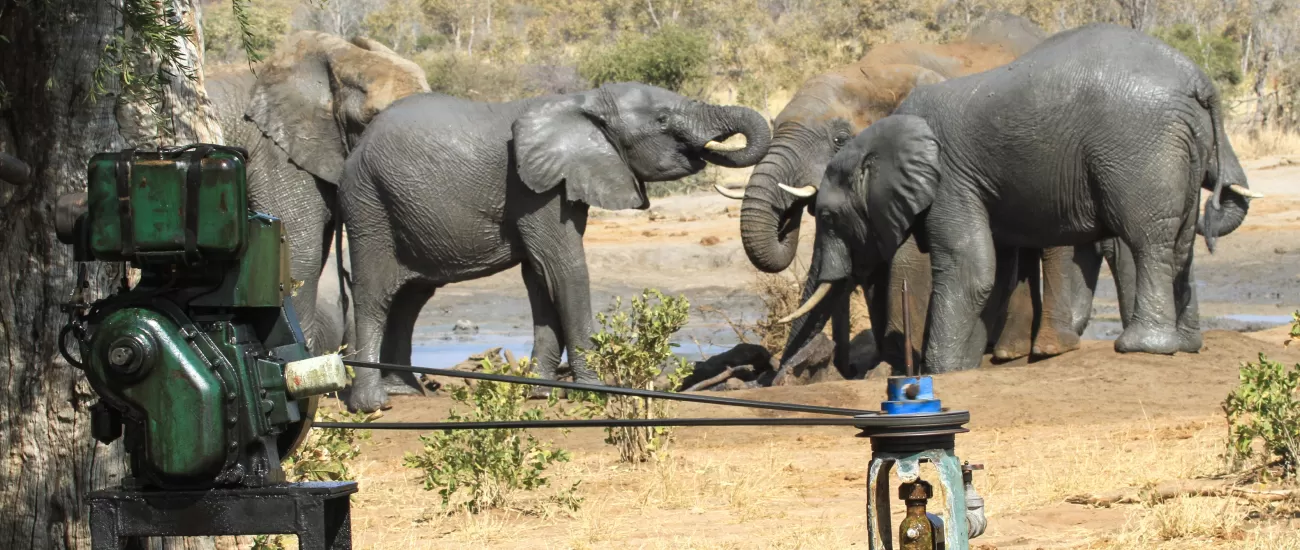 Spotting Elephants on safari