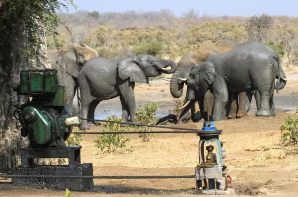 Spotting Elephants on safari