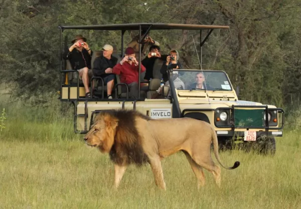 Male Lion on Safari in Zimbabwe