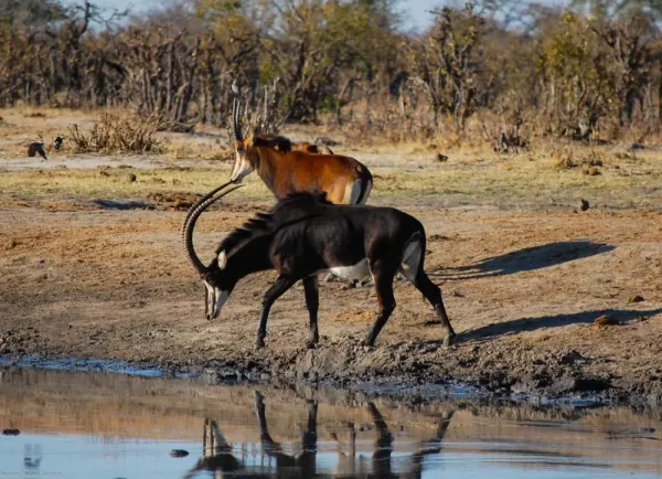 Sable Antelope at Shapi pan