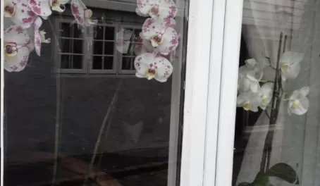 Orchids in so many windows in Stavanger homes