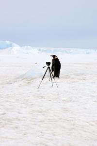 Emperor Penguin - Photo by Laurie Allread