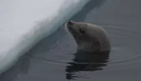 A sea lion peeks over the ice