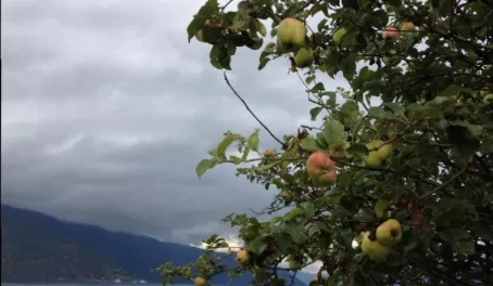 Apple trees all around Balestrand