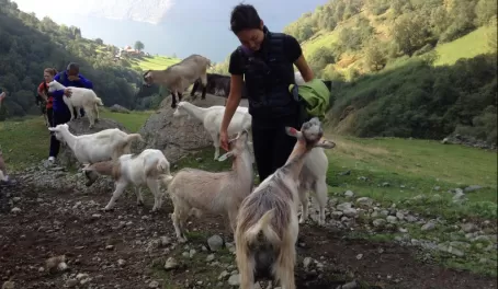 Hike up to a goat farm by the Sognefjord