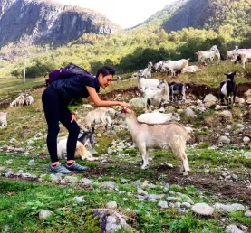 Hike up to a goat farm by the Sognefjord