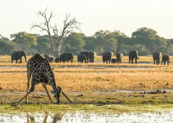 Thirsty giraffe on the Ngamo Plains