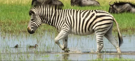 Zebra in wet season