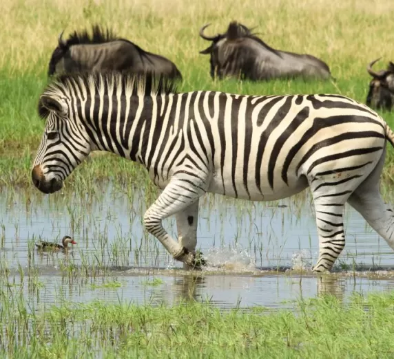 Zebra in wet season
