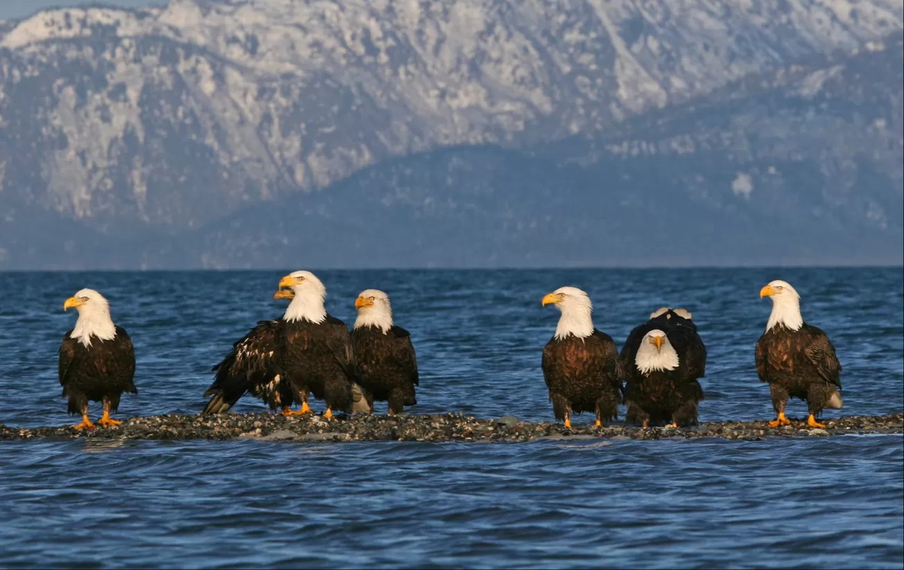 Bald eagles resting