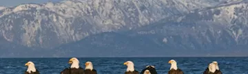 Bald eagles resting