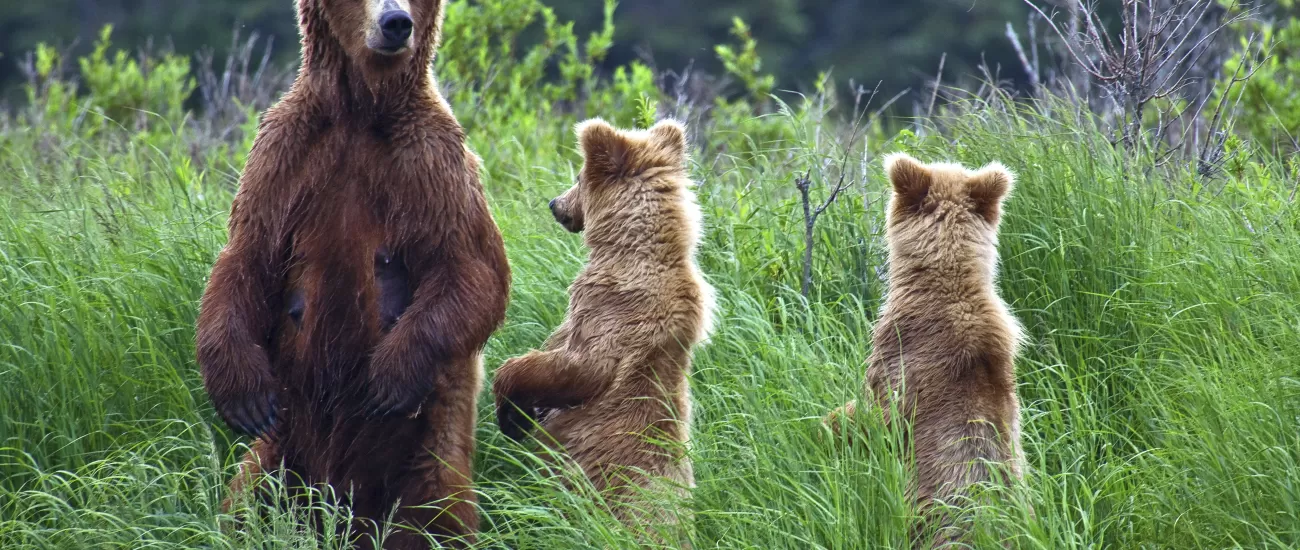 Grizzly bear family