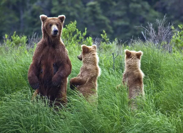 Grizzly bear family