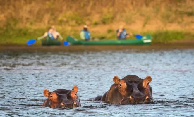 Hippos spying on the paddlers