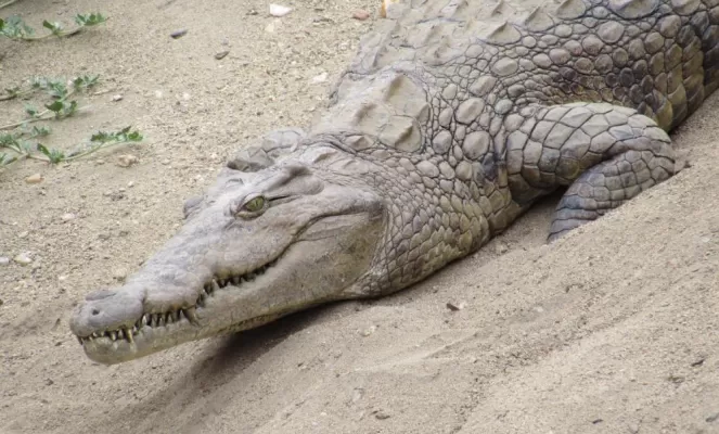 Crocodile at Lake Kariba