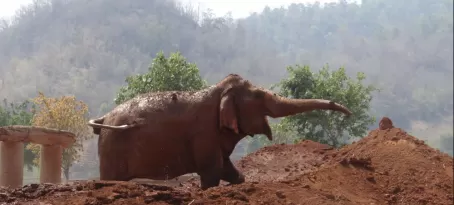 Elephant Sanctuary, Chiang Mai