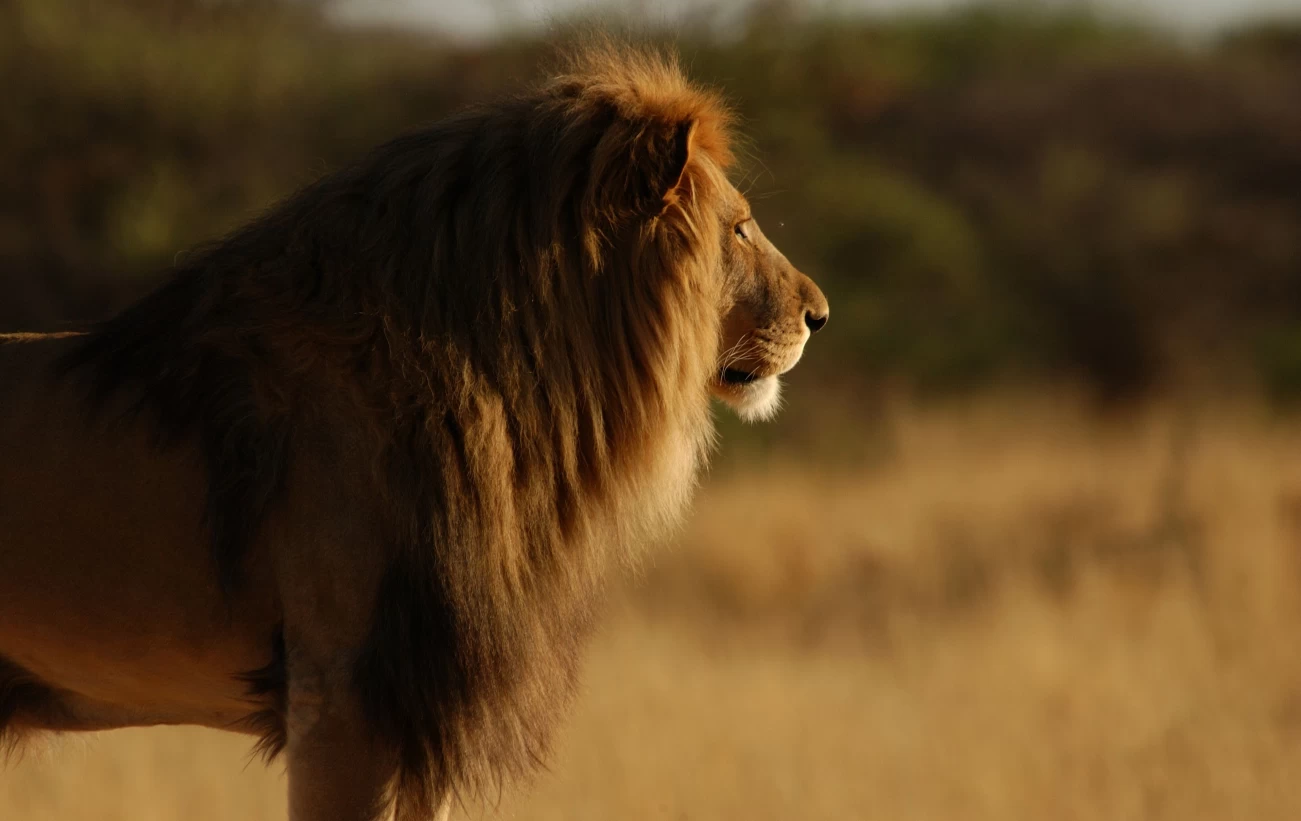 Look for lions on your guided game drives