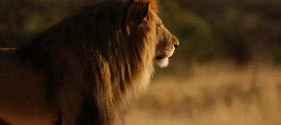 Look for lions on your guided game drives
