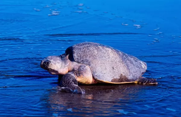 Sea turtle