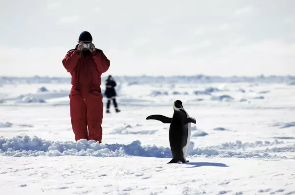 Taking pictures of penguins during a landing