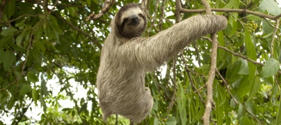 Sloth sighting on a Costa Rica tour