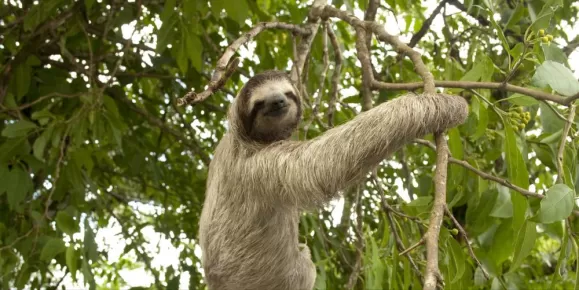 Sloth sighting on a Costa Rica tour