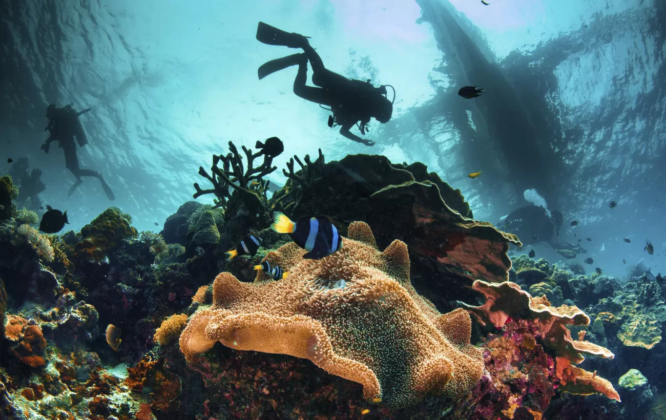 Diving among the reef and marine life