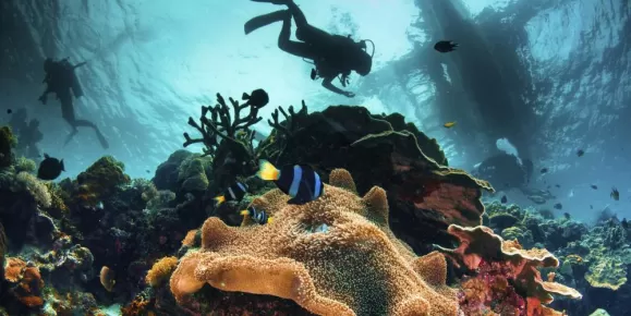 Diving among the reef and marine life