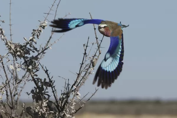 Lilac-breasted Roller in Namibia