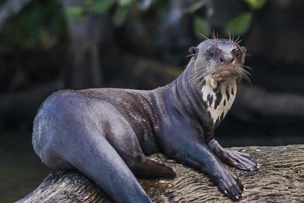 Giant otter sighting