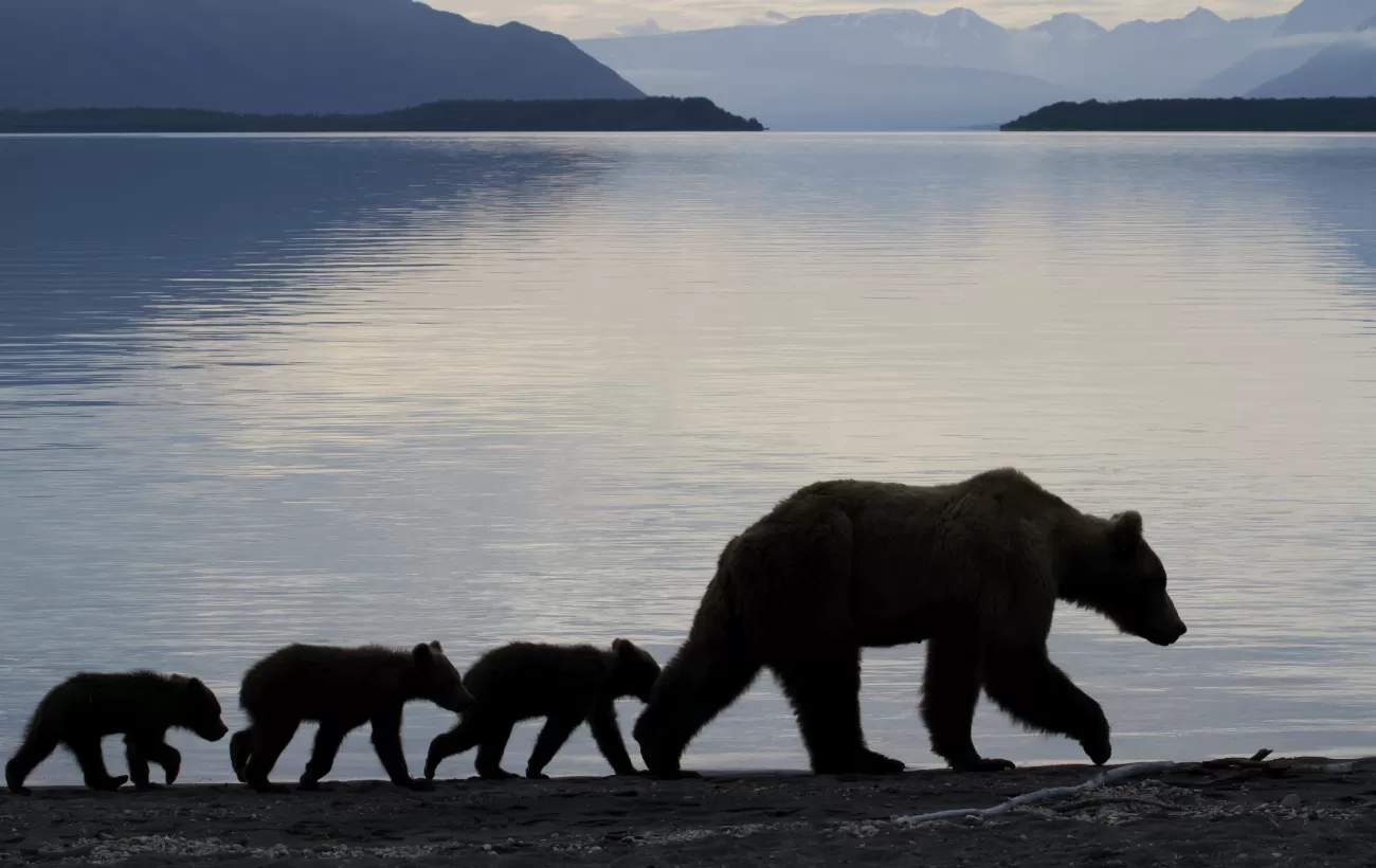 Grizzly bear family along a lake