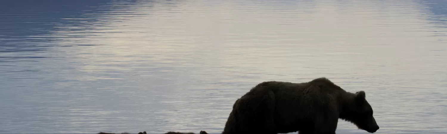 Grizzly bear family along a lake