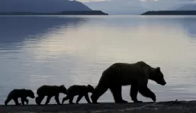 Grizzly bear family along a lake