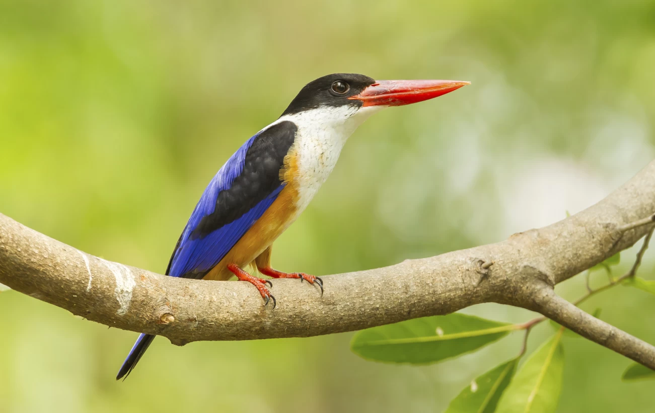 Black-capped Kingfisher