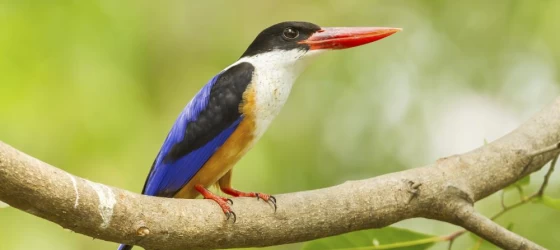 Black-capped Kingfisher