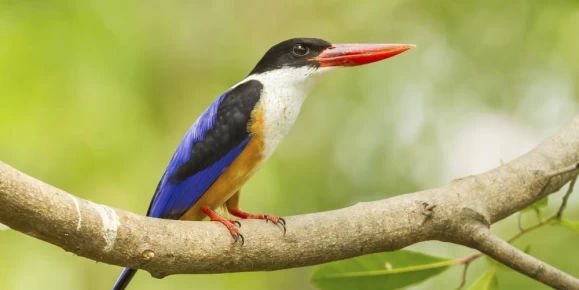 Black-capped Kingfisher