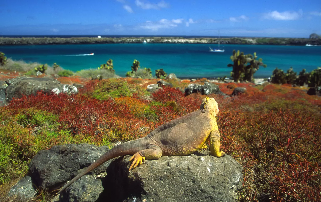 Land iguana looking out over water